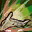 Skill1474 0.jpg