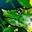 Файл:Chameleon Rest.jpg