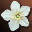 Etc flower i00 0.jpg